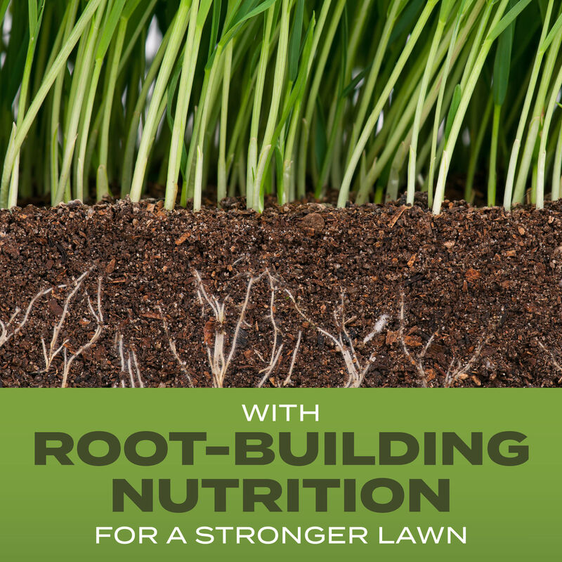 118-scotts-turf-builder-grass-seed-tall-fescue-mix--2.jpg Scotts® Turf Builder® Grass Seed Tall Fescue Mix